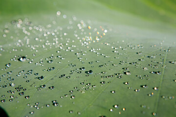 drops of water on lotus leaf