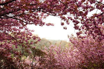 pink cherry blossoms