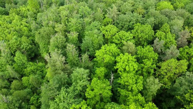 Aerial footage of low reverse flight over lush green forest in Spring in Southern Germany