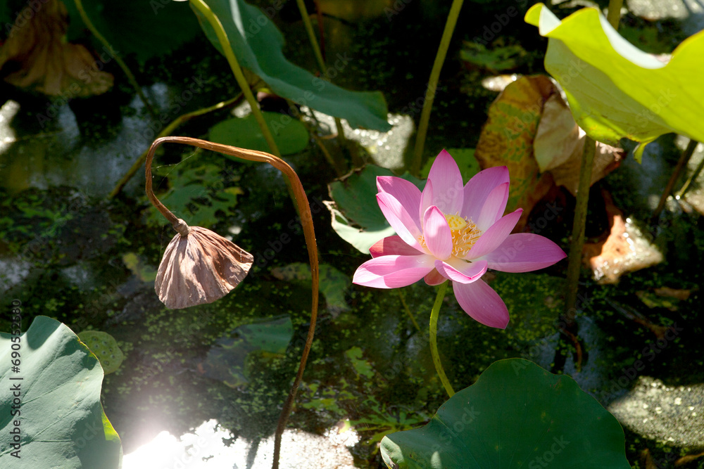 Sticker lotus flower in the pond