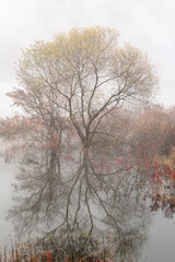 Obraz na płótnie Canvas trees on a lake
