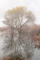 Foto auf Leinwand trees on a lake © ccarax