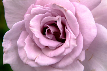 Obraz premium pink rose close up