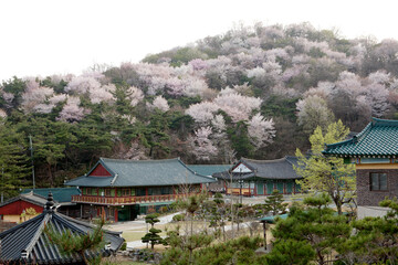 Fototapeta premium mountain cherry blossoms