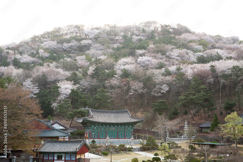 Poster mountain cherry blossoms