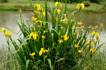 Yellow flag iris