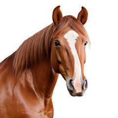 Fototapeta premium Horse face shot isolated on white or transparent background