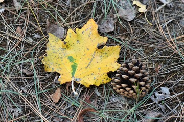 autumn leaves on the ground