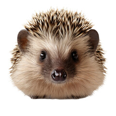Obraz premium Hedgehog face shot isolated on white or transparent background