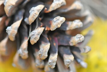 close up of pine cone