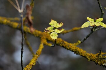 willow branch with catkins