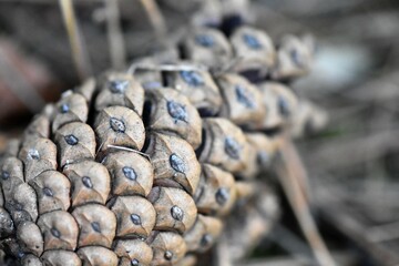 close up of pine cone