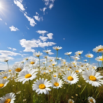 A field of daisies under a clear blue sky. © Cao
