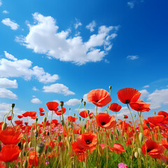 A field of poppies under a bright blue sky.