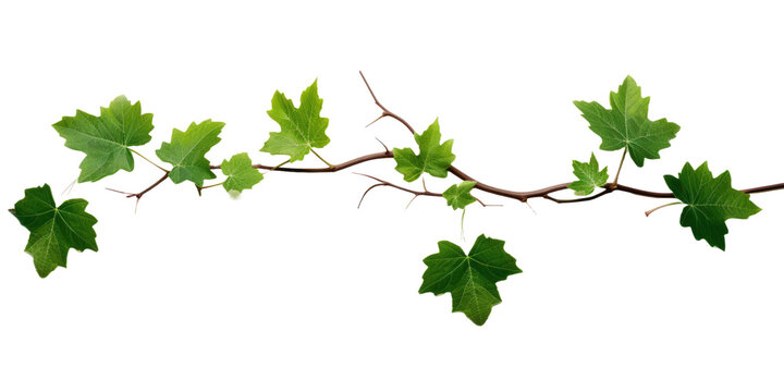 Young Grape leaves vine plant branch with in vineyard isolated on white or transparent background