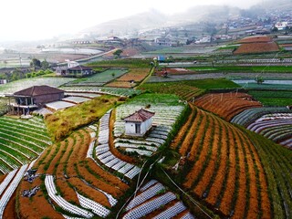 The beauty of the landscape Leek and vegetable plantations and architecture of the arrangement of...