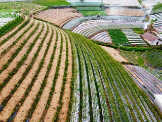 The beauty of the landscape Leek and vegetable plantations and architecture of the arrangement of...