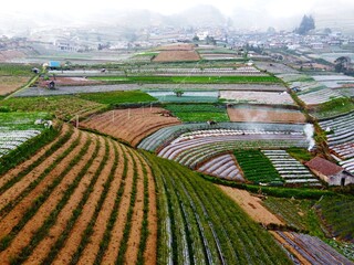 The beauty of the landscape Leek and vegetable plantations and architecture of the arrangement of...