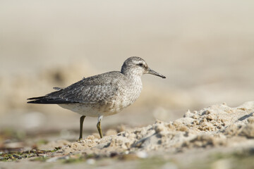 Shorebird - juvenile Calidris canutus, Red Knot on the Baltic Sea shore, migratory bird Poland Europe