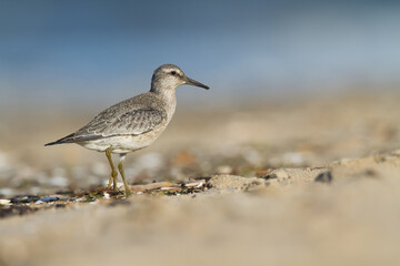 Shorebird - juvenile Calidris canutus, Red Knot on the Baltic Sea shore, migratory bird Poland Europe