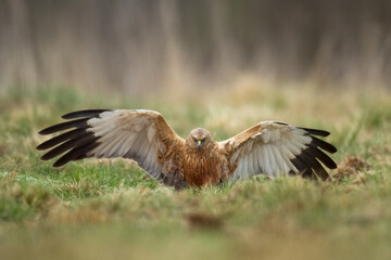 Flying Birds of prey Marsh harrier Circus aeruginosus, hunting time Poland Europe