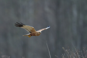 Flying Birds of prey Marsh harrier Circus aeruginosus, hunting time Poland Europe