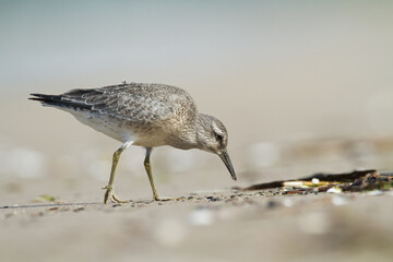 Shorebird - juvenile Calidris canutus, Red Knot on the Baltic Sea shore, migratory bird Poland Europe