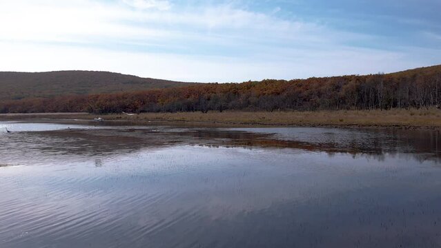 Wildlife of Russia. Sikhote-Alin Biosphere Reserve. Great herons fly over the lake. Migratory birds.