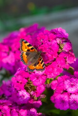 Daytime butterfly Urticaria on a garden flower carnation in summer