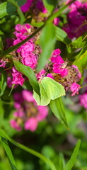 Naklejka premium Day butterfly Buckthorn on a garden flower carnation in summer