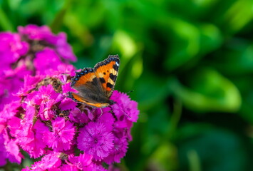Daytime butterfly Urticaria on a garden flower carnation in summer