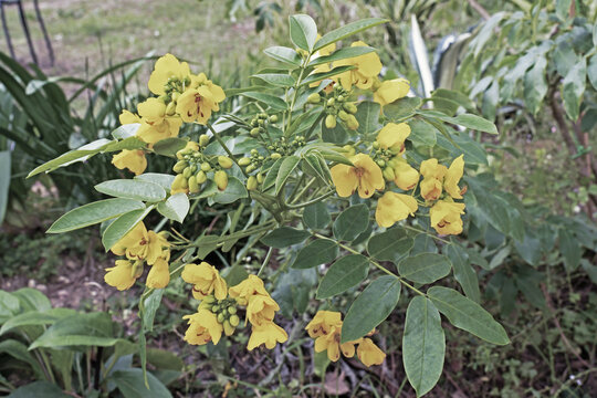 argentine senna plant in bloom, detail of flowers and leaves