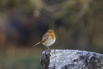 robin on a branch