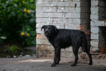 Wet dog during the rain. Lonely dog.