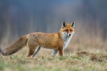Fox Vulpes vulpes in natural scenery, Poland Europe, animal walking among meadow