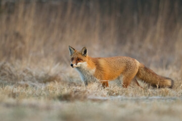 Fox Vulpes vulpes in natural scenery, Poland Europe, animal walking among meadow