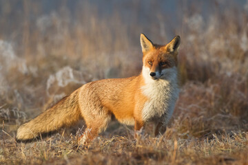 Fox Vulpes vulpes in natural scenery, Poland Europe, animal walking among meadow