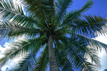 Fototapeta na wymiar Tall coconut trees full of fruit 