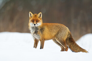 Fox Vulpes vulpes in natural scenery, Poland Europe, animal walking among meadow