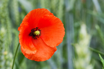 Fototapeta premium summer meadow - field poppy Papaver rhoeas summer time wallpaper or background, amazing red flower 