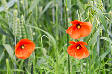 summer meadow - field poppy Papaver rhoeas summer time wallpaper or background, amazing red flower	