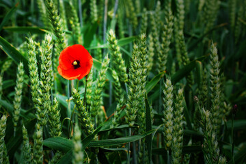 summer meadow - field poppy Papaver rhoeas summer time wallpaper or background, amazing red flower	