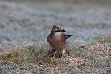 Jay on frosty grass