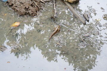 Mudskipper washed up in the mangrove forest