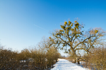 landscape winter trees and fields covered by snow in Poland, Europe on sunny day in winter, amazing clouds in blue sky , river valley