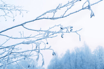 snowy tree branches, winter nature background. Beautiful gentle winter forest landscape. frosty cold weather. 