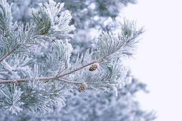 snowy pine branches, winter nature background. Christmas tree on frosty snowy landscape. festive winter season. New Year, Christmas holidays concept. template for design