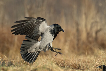 Bird - Hooded crow Corvus cornix in amazing blurred background Poland Europe