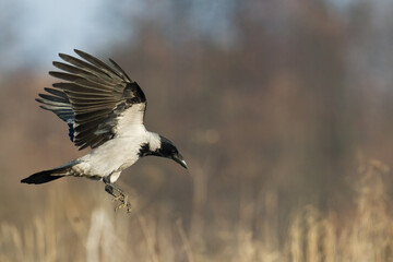 Bird - Hooded crow Corvus cornix in amazing blurred background Poland Europe