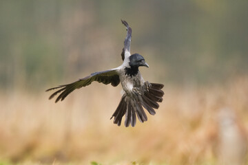 Bird - Hooded crow Corvus cornix in amazing blurred background Poland Europe